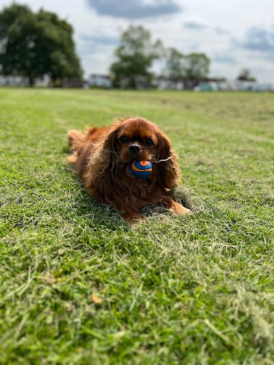 Grooming Van Image