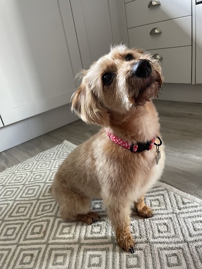 Koa Tails Dog Grooming & Boutique