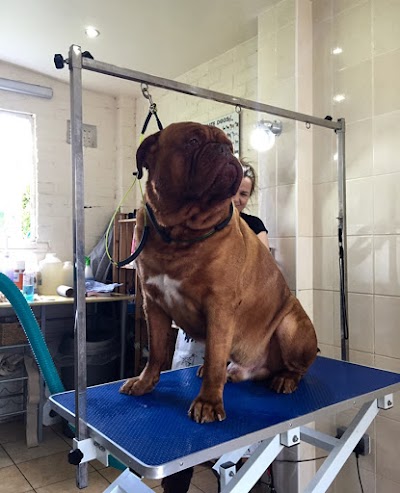Grooming Van Image