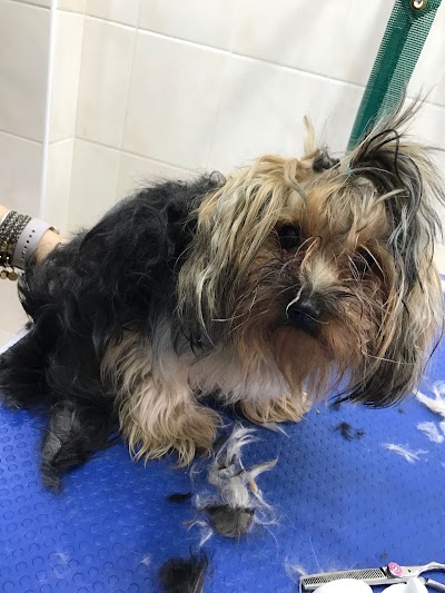 Grooming Van Image