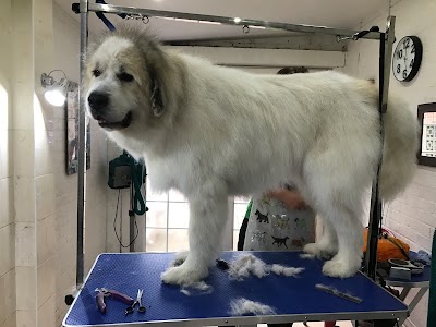 Grooming Van Image