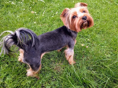 Grooming Van Image