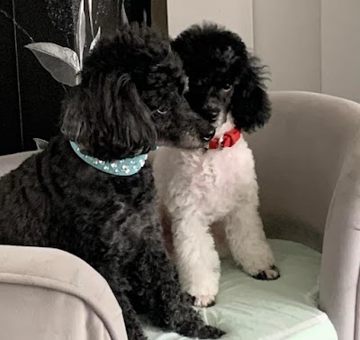 Grooming Van Image