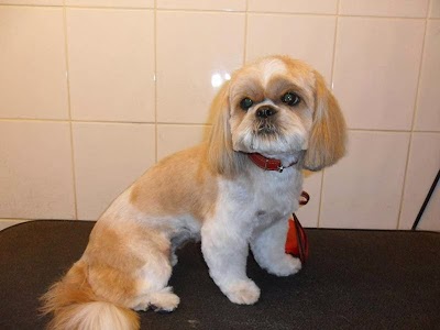 Grooming Van Image