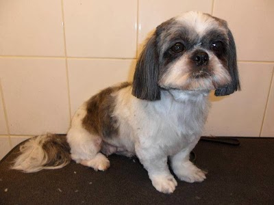 Grooming Van Image