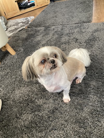 Lisa's Dog Grooming
