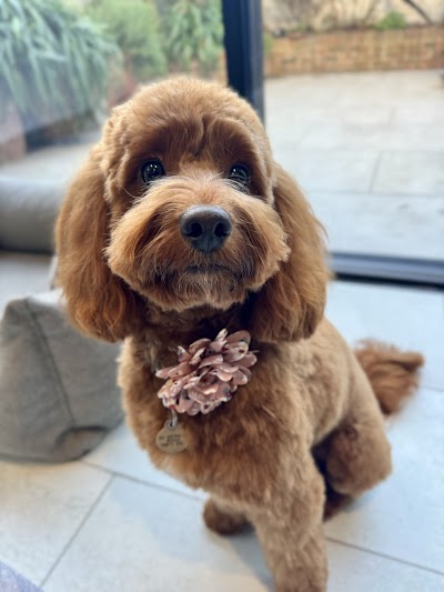 Grooming Van Image