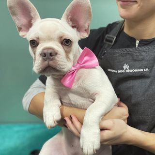 Grooming Van Image