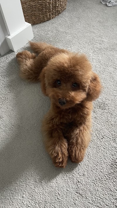 Grooming Van Image