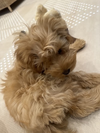 Grooming Van Image