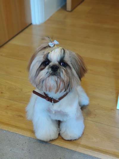 Grooming Van Image