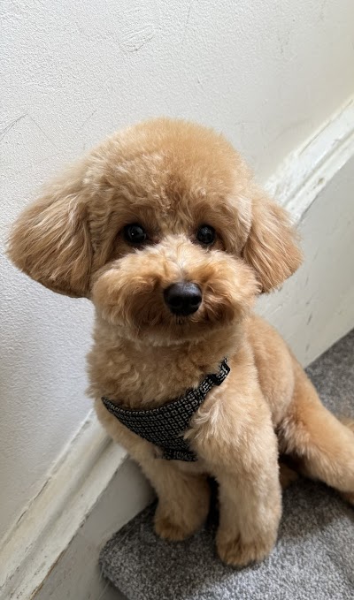 Love your pets grooming salon
