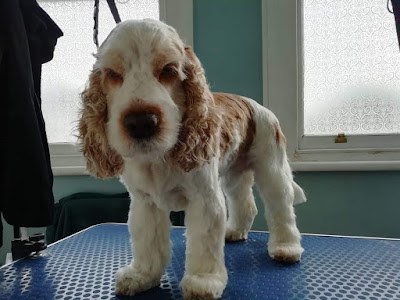 Grooming Van Image