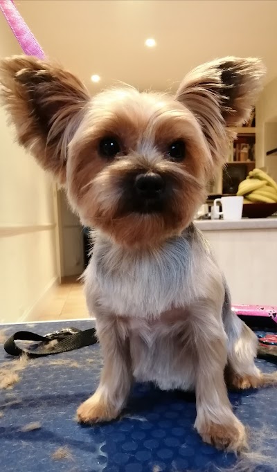 Mia the Fur Stylist, mobile dog grooming.