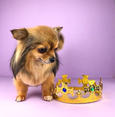 Grooming Van Image