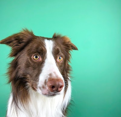 Grooming Van Image