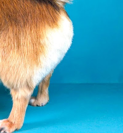 Grooming Van Image