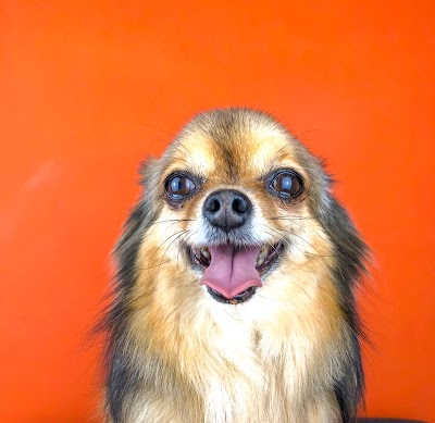 Grooming Van Image