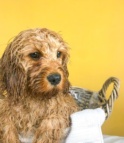 Grooming Van Image