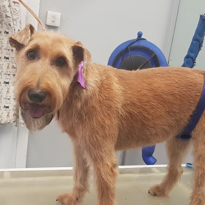 Grooming Van Image