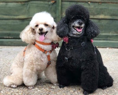 Grooming Van Image