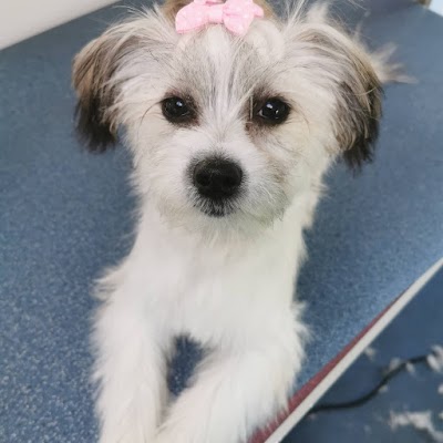 Grooming Van Image