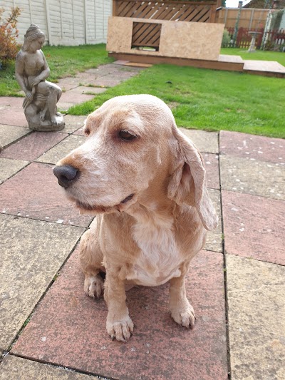 Myra's Canine Beautician