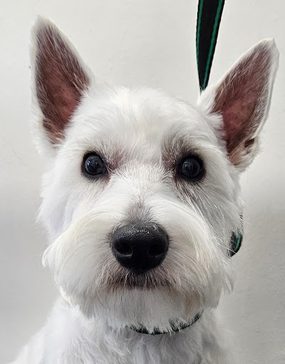 Grooming Van Image