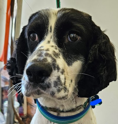 Grooming Van Image