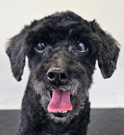 Grooming Van Image