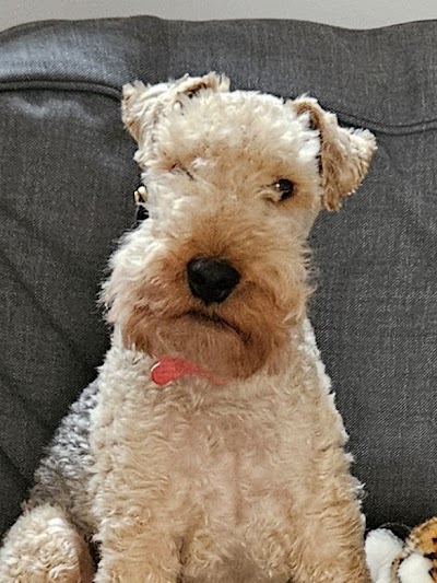 Grooming Van Image