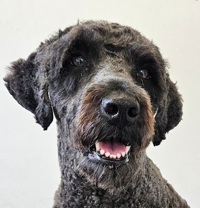 Nose To Tail Dog Grooming