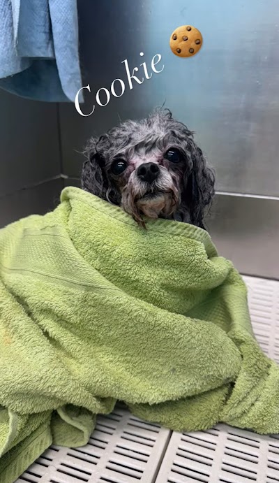 Grooming Van Image