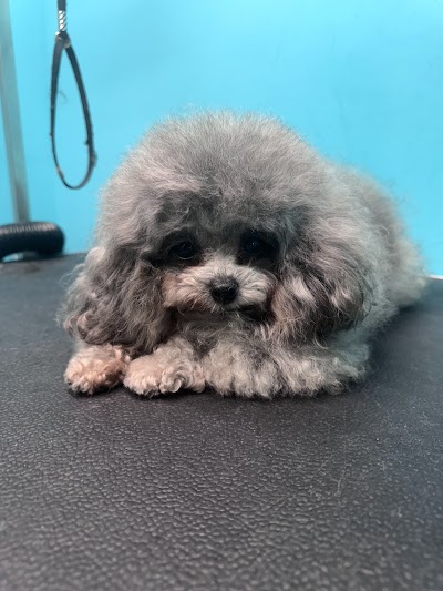 Grooming Van Image