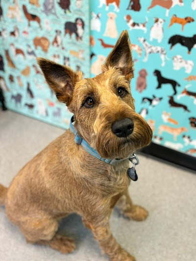 Grooming Van Image