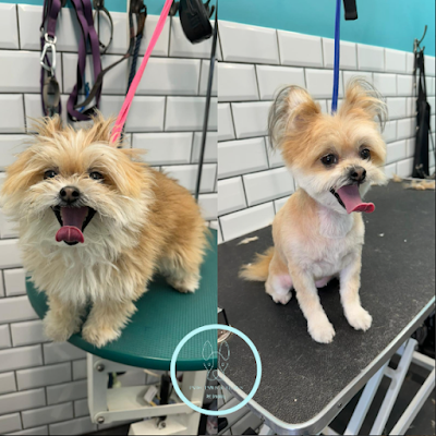Grooming Van Image