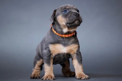 Grooming Van Image