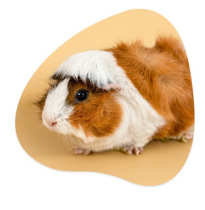 Grooming Van Image