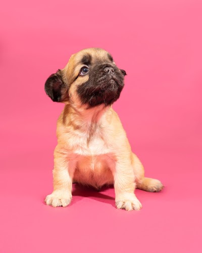 Grooming Van Image