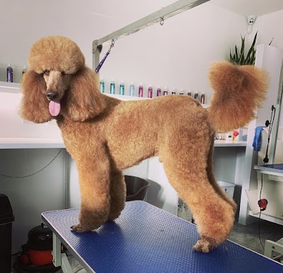 Grooming Van Image