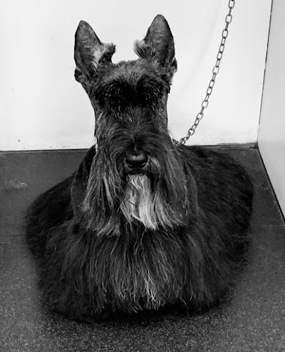 Grooming Van Image