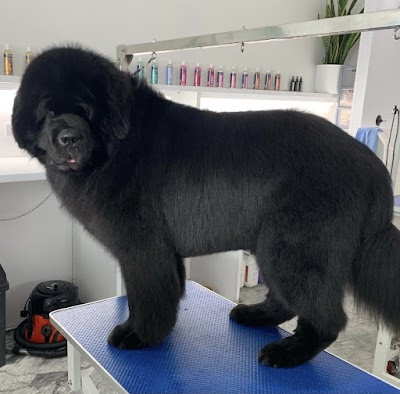 Grooming Van Image