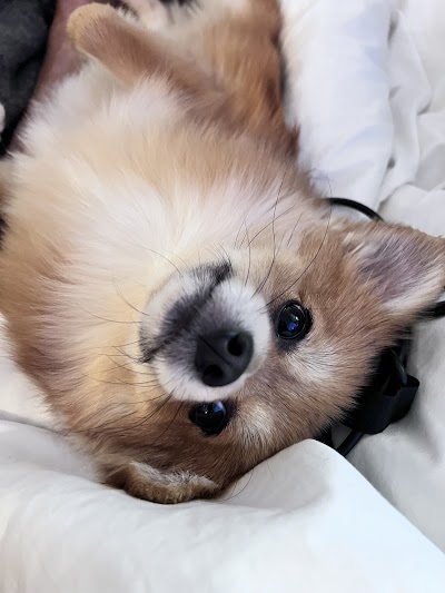 Grooming Van Image