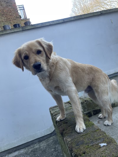 Grooming Van Image