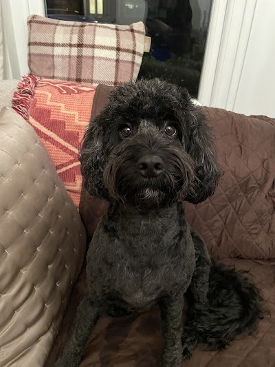 Grooming Van Image