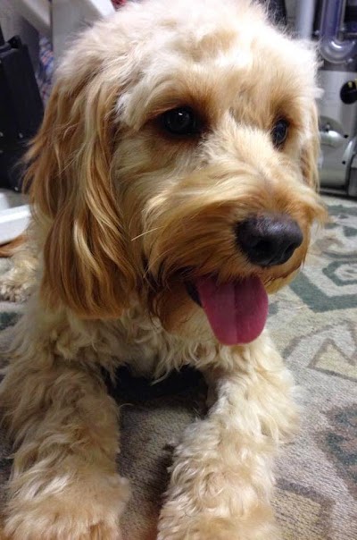 Grooming Van Image