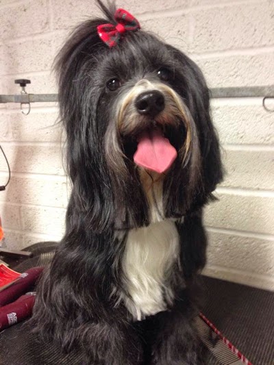 Grooming Van Image