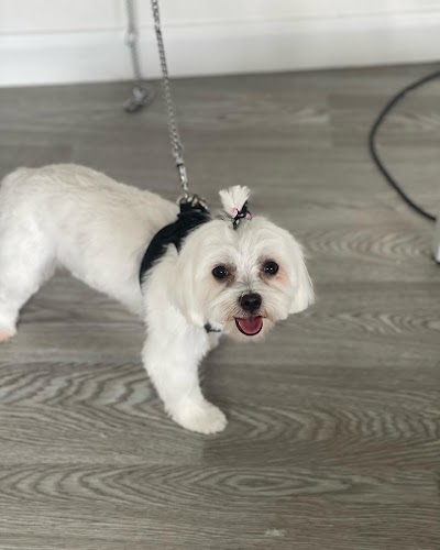 Grooming Van Image