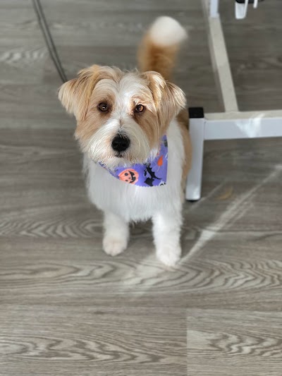 Grooming Van Image