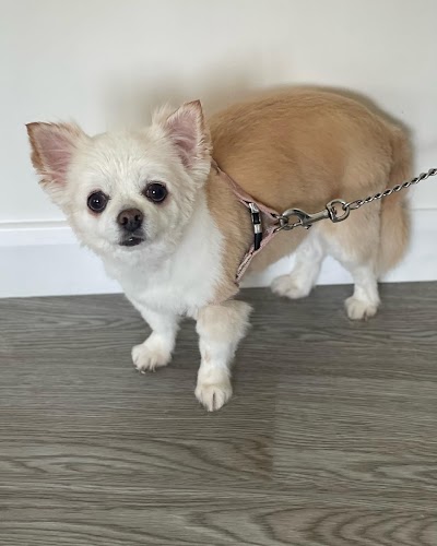 Grooming Van Image